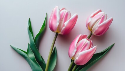 Obraz premium Pink Tulip Bouquet: Blooming Flowers on White Background with Macro View of a Couple of Tulips