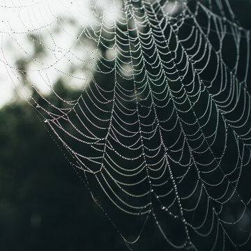 Large spider web heavy with dew