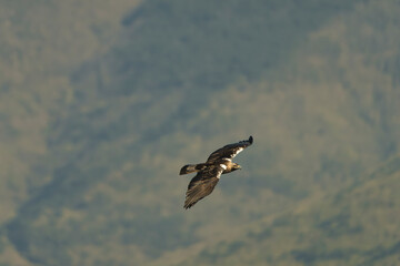 Spanish imperial eagle, Iberian imperial eagle, Spanish eagle or Adalbert's eagle - Aquila adalberti in flight with spanned wings. Photo from Sierra de Gredos Mountain in Spain. Vulnerable specie.