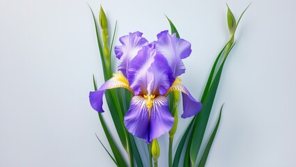 Stunning violet iris bloom set against a white background