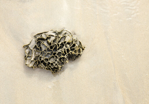 Coral washed up on a sandy beach