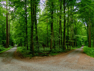 Schöner Waldweg im Frühjahr
