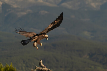 Spanish imperial eagle, Iberian imperial eagle, Spanish eagle or Adalbert's eagle - Aquila adalberti  flying down to its perch.. Phot from Sierra de Gredos  Mountain in Spain. Vulnerable specie.