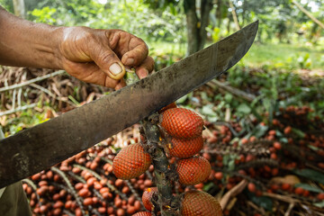 Aguaje, buriti or moriche, an Amazonian super fruit, known for its nutritional properties,...