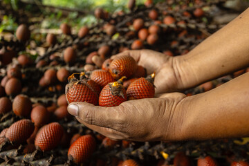 Aguaje, buriti or moriche, an Amazonian super fruit, known for its nutritional properties,...