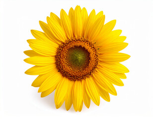 Fototapeta premium Perfect sunflower isolated in white background.