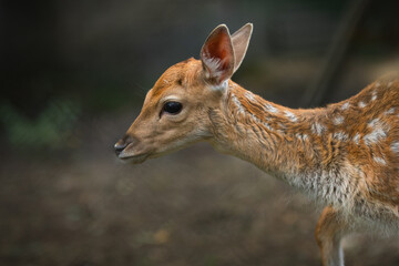 A closeup shot of a beautiful deer in the forest 