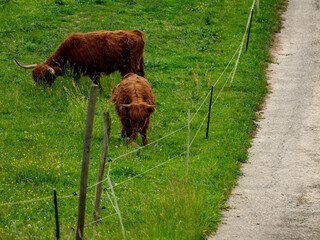 Galloways grasen auf einer Weide im frühjahr