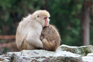 Obraz premium Japanese macaque keeping warm to each other 