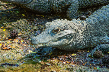 African dwarf crocodile in the zoo