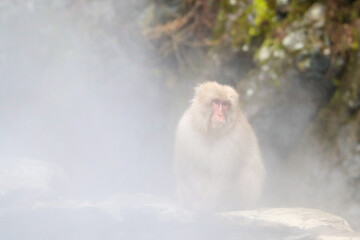 Steam, hot water and an Japanese macaque