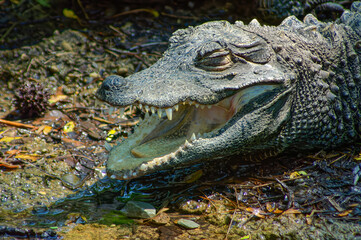 African dwarf crocodile in the zoo