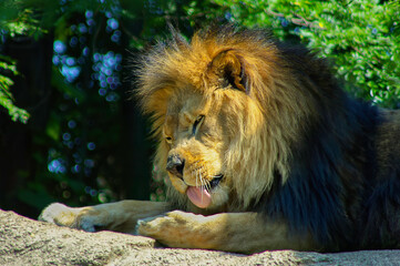 close up portrait of a lion with its tongue out