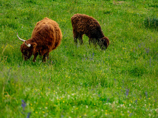 Galloways grasen auf einer Weide im frühjahr