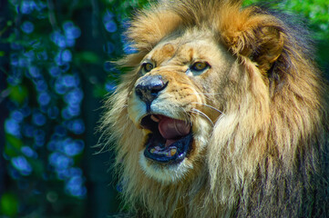 portrait of a lion