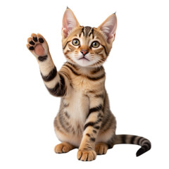 cute and playful kitten with distinctive stripes raises its paw, showcasing its curious nature and friendly demeanor