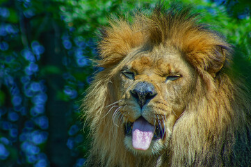 lion sticking its tongue out