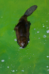 beaver swimming in the zoo