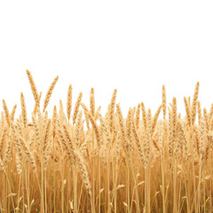 Fototapeta premium Golden wheat field swaying gently in breeze, showcasing beauty of nature and agriculture. serene landscape perfect for harvest themes