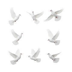 Obraz premium Flying white birds gracefully soaring in various positions, symbolizing peace and freedom. Their elegant wings create serene atmosphere