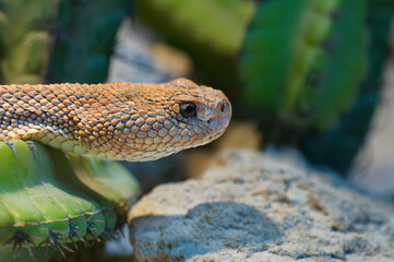 aruba island rattlesnake