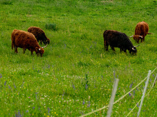 Galloways grasen auf einer Weide im frühjahr