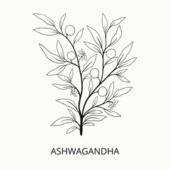 Hand drawn ashwagandha. Best for organic cosmetics, ayurveda, alternative medicine.