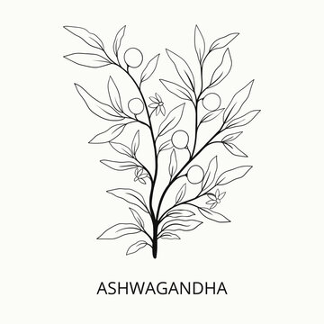 Hand drawn ashwagandha. Best for organic cosmetics, ayurveda, alternative medicine.