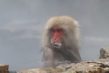Obraz premium Portrait of an macaques bathing in a hot spring
