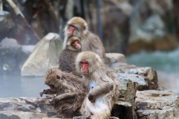 Closeup of a snow monkeys group
