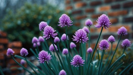 Fototapeta premium Detailed View of Chive Flowers in Winter