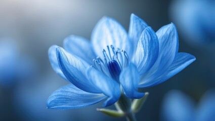 Fototapeta premium A macro shot of a blue bloom with selective focus