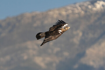 Spanish imperial eagle, Iberian imperial eagle, Spanish eagle or Adalbert's eagle - Aquila adalberti in flight with spanned wings. Photo from Sierra de Gredos Mountain in Spain. Vulnerable specie.