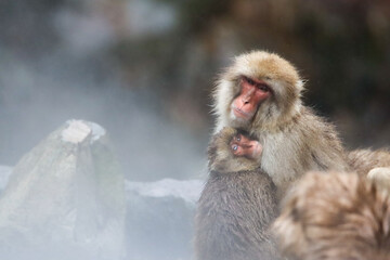 Obraz premium Portrait of enbraced snow monkeys mother and baby