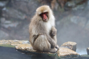 Obraz premium Snow monkey sitting at the edge of an hot spring pool