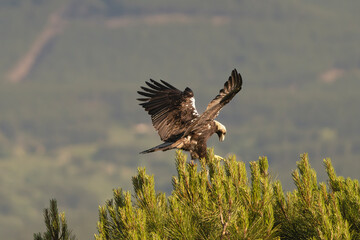 Spanish imperial eagle, Iberian imperial eagle, Spanish eagle or Adalbert's eagle - Aquila adalberti landing on treee with spanned wings. Photo from Sierra de Gredos Mountain. Vulnerable specie.