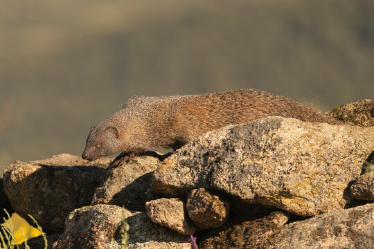 Egyptian mongoose,  ichneumon - Herpestes ichneumon walking across rocky surface. Photo from Sierra de Gredos Mountain in Spain. 