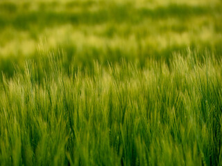 Gerstenfeld in der Abendsonne