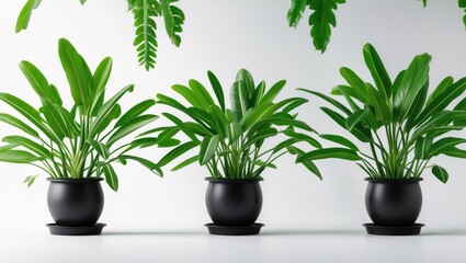 Fototapeta premium Side profile of a healthy green banana plant in a black pot with many leaves, isolated on white background for plant decoration concept.