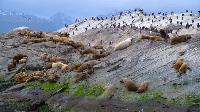 Aerial view of a large colony of sea lions and cormorant birds resting on a rocky island with mountains in the background, Beagle Channel, Patagonia.