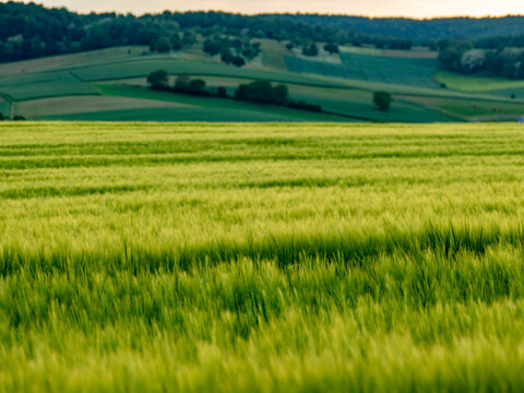 Gerstenfeld in der Abendsonne