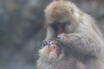 Amazing closeup photo of snow monkey