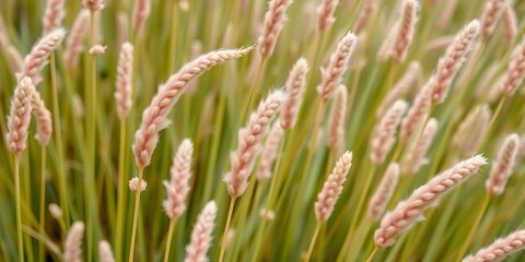 Soft pink Lagurus ovatus bunny tail grass texture background, pastel dried flowers, subtle, fluffy