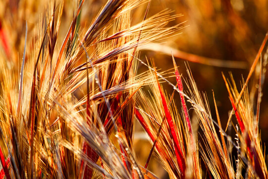 Golden and red grass in seed