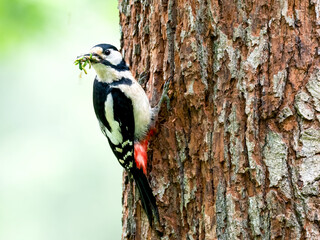 Buntspecht (Dendrocopos major)