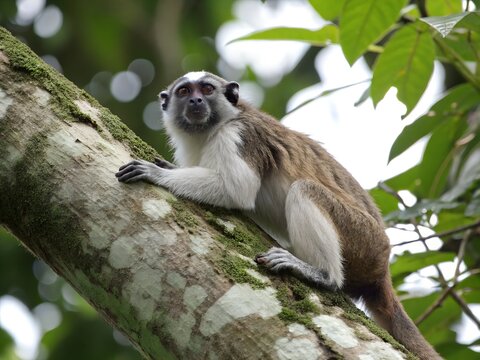 Silvery brown bare face tamarin white footed tamarin resting on tree trunk. A monkey is sitting on a tree branch. The monkey is brown and white.