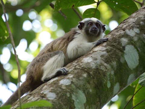 Silvery brown bare face tamarin white footed tamarin resting on tree trunk. A monkey is sitting on a tree branch. The monkey is brown and white.