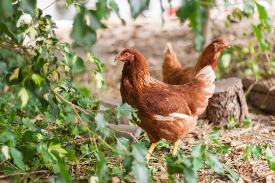 young isa brown pullet hens