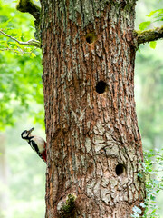 Buntspecht (Dendrocopos major)