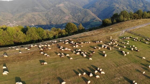 flock of sheep in high carpathian mountains